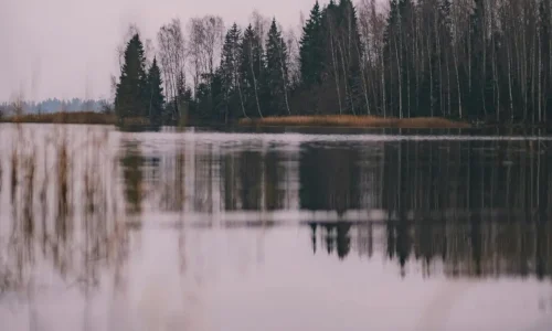 pexels-kadri-vosumae-249986-34706784